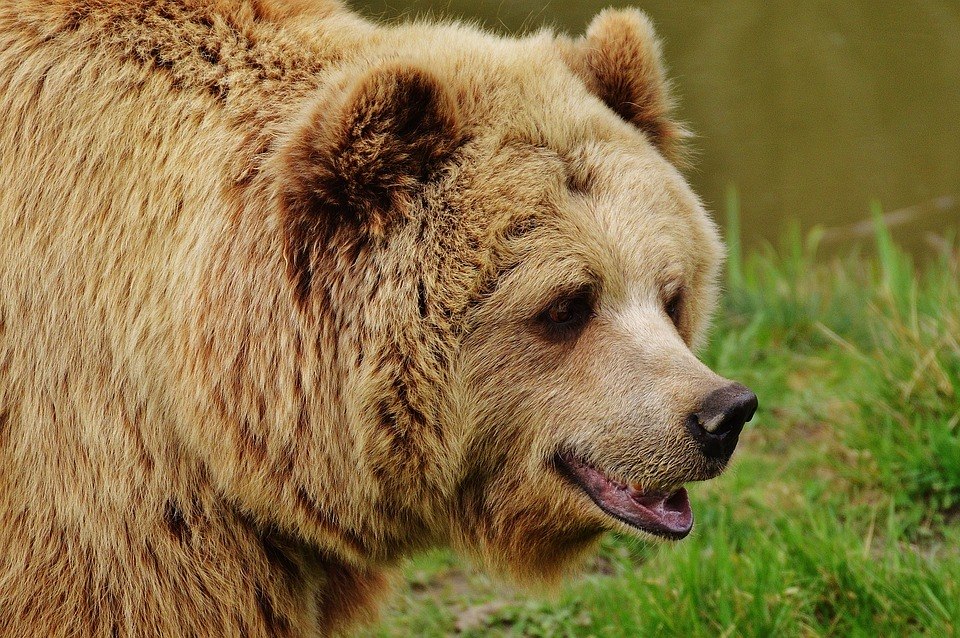 Segundo o Serviço Nacional de Parques, ursos certamente 'perseguirão animais em fuga'NÃO PERCA: Motorista de ônibus é agredido após pedir para passageiro usar máscara