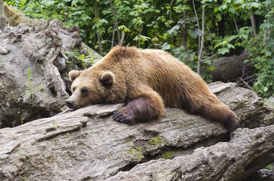 Cocaine Bear: filme conta a história de urso que consumiu cocaína