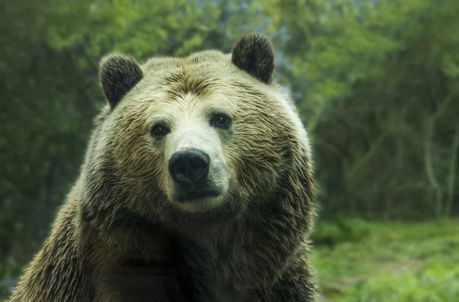 Filme sobre urso que ingere cocaína e vira assassino é baseado em