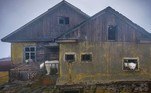 O fotógrafo viu cerca de 20 animais nas instalações do prédio abandonado, construído originalmente em 1930. É possível ver os animais perfeitamente instalados dentro das construções, olhando pelas janelasVALE SEU CLIQUE: Conheça Kefir: um gatão com peso de uma criança de 2 anos de idade