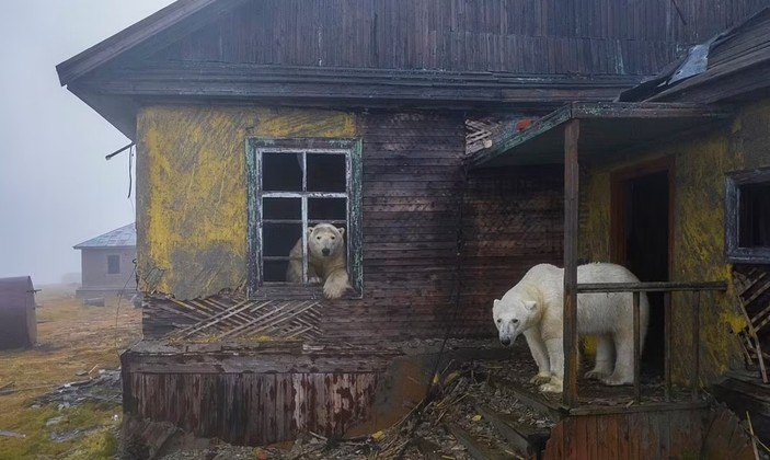 Diretores de A Ursa Polar” estão desenvolvendo filme na Amazônia - Vídeo  Dailymotion