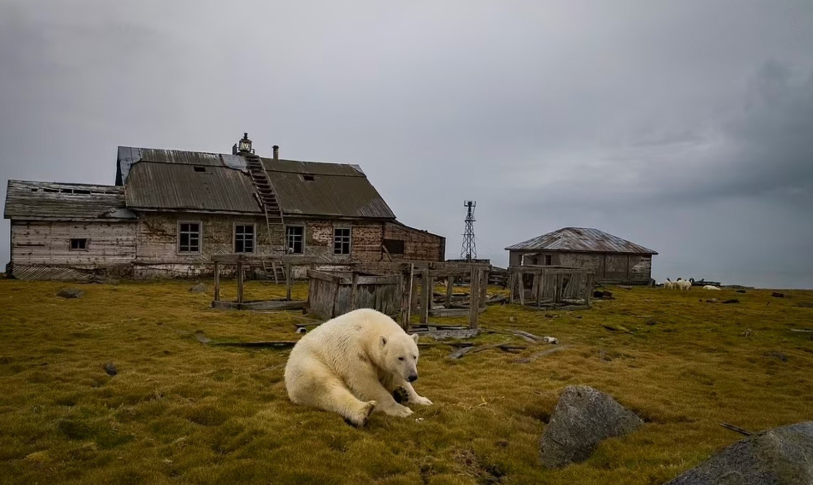 Diretores de A Ursa Polar” estão desenvolvendo filme na Amazônia - Vídeo  Dailymotion