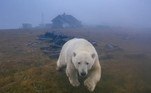 A descoberta dos animais foi acidental. Originalmente, Dmitry planejara uma viagem de cerca de 1.930 km para chegar à ilha de Wrangel, uma reserva de ursos polares na costa ártica russa