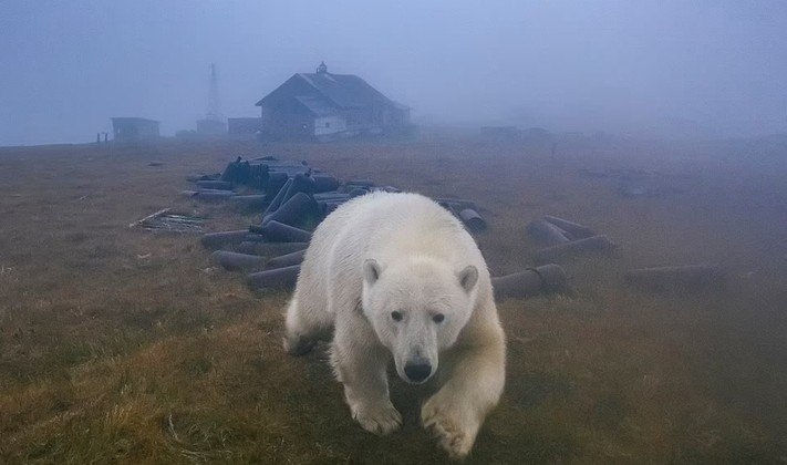 Diretores de A Ursa Polar” estão desenvolvendo filme na Amazônia - Vídeo  Dailymotion