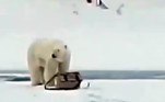 Por outro lado, a aparição de ursos-polares muito longe do hábitat deles, no Ártico, é cada vez mais comum nos últimos anosNÃO PERCA: Peixe aberto em mercado tem copo plástico retirado do estômago
