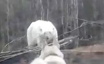 Alguns especialistas locais sugeriram que talvez ele fosse um urso-pardo albino em vez de urso-polar que saiu da região ártica