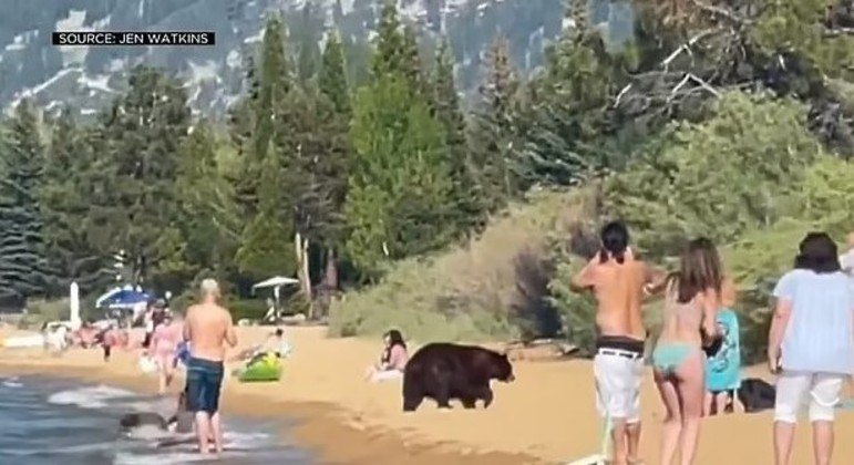 Animais aproveitaram um dia ensolarado na praia