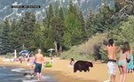 Em julho, também na Califórnia, uma família de ursos foi vista brincando alegremente na praia. O fato foi considerado insólito e deixou banhistas boquiabertos