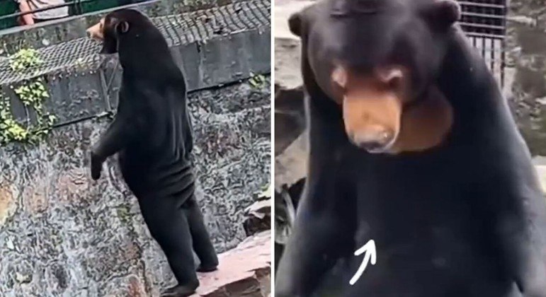 Pessoas desconfiaram da postura e da pele dos ursos de um zoológico chinês