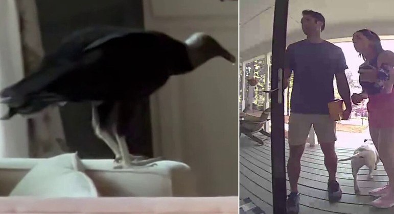 Animal invadiu a casa e só saiu após muita luta