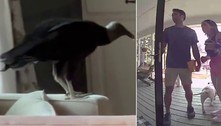 Dois pombinhos e um abutre: urubu invade quarto de casal durante viagem romântica