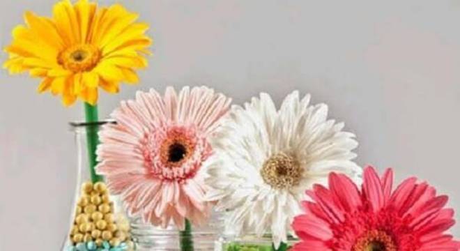 Use potes de vidro transparante para compor os arranjos com flores de gérbera