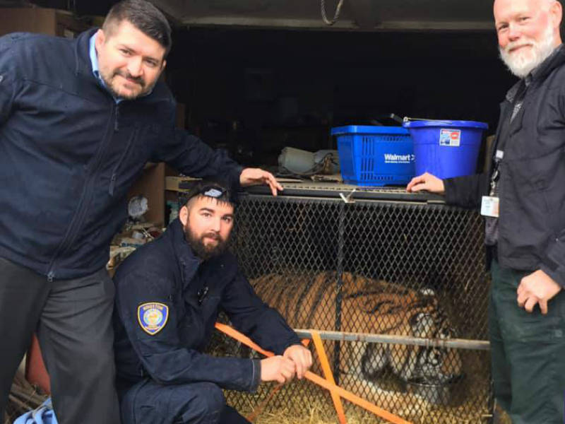 Momentos de terror: tigre crava os dentes no pescoço de domador - Hora 7 -  R7 Hora 7