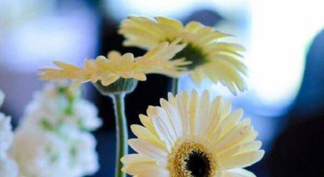 Utilize o frasco de vidro transparente e forme um lindo arranjo de gérbera