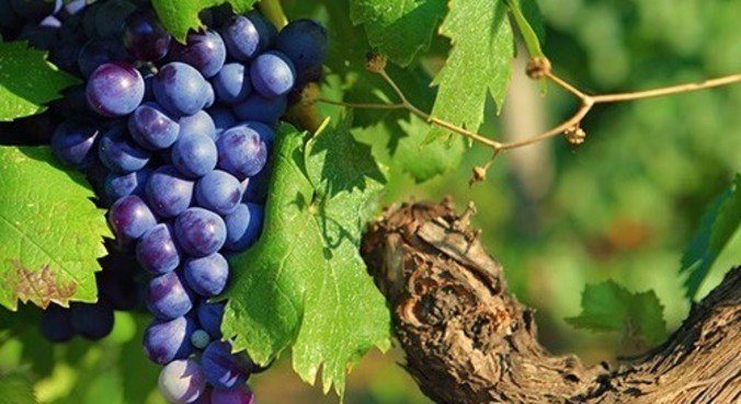 Uva Syrah