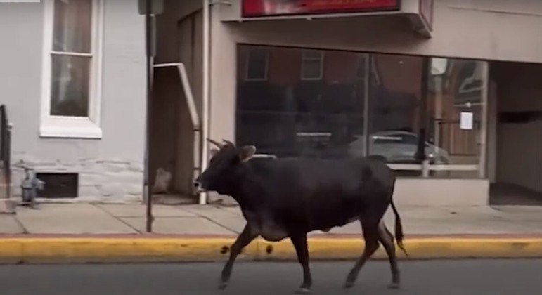 Este animal permanece foragido da polícia