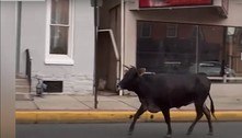 'Vaca agressiva' invade universidade várias vezes e deixa polícia em alerta máximo