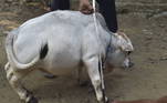 Rani pertence a uma espécie cuja carne é muito apreciada em Bangladesh