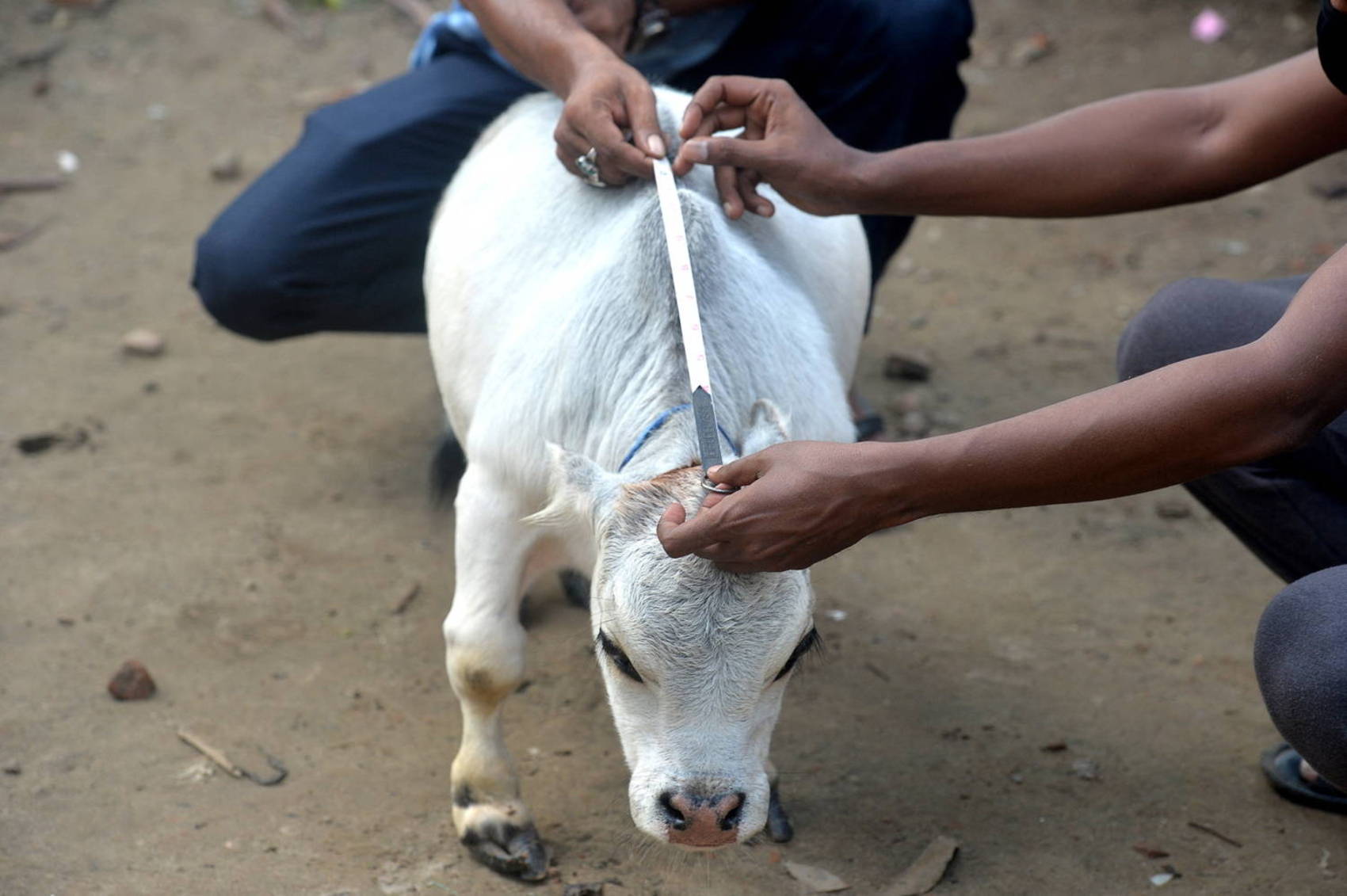 Milhares de pessoas se reúnem para ver vaca anã em Bangladesh - Fotos ...