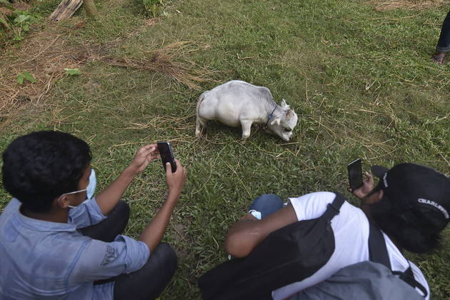 Milhares De Pessoas Se Reunem Para Ver Vaca Ana Em Bangladesh Fotos R7 Internacional