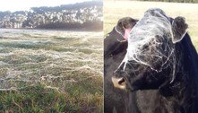Vaca entra em pasto e sai com focinho coberto por teias de aranha 
