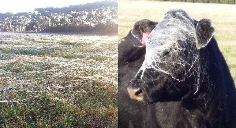 Uma vaca australiana pisou num pasto repleto de teias de aranhas e saiu desse jeito