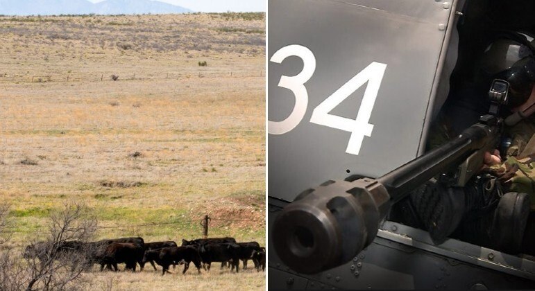Cerca de 150 vacas selvagens serão abatidas por atiradores nos EUA (imagens ilustrativas)