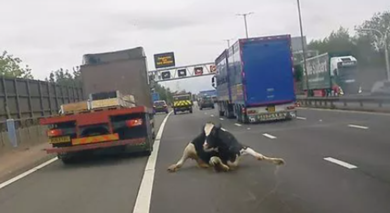 Vaca caiu e derrapou no meio da pista
