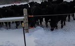 Um pastor em Vermont (EUA) se surpreendeu ao flagrar uma vaca que desenvolveu uma técnica para abrir cercas elétricas sem tomar choque. Ele afirma que nunca viu algo assim