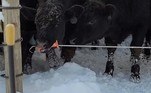 Wylie Wood fez questão de filmar o bovino no ato da esperteza e aprender a técnicaCONFIRA AQUI O CONTEÚDO NA ÍNTEGRA!