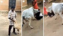 Ladrão cruel machuca cachorro e é chifrado por vaca logo depois