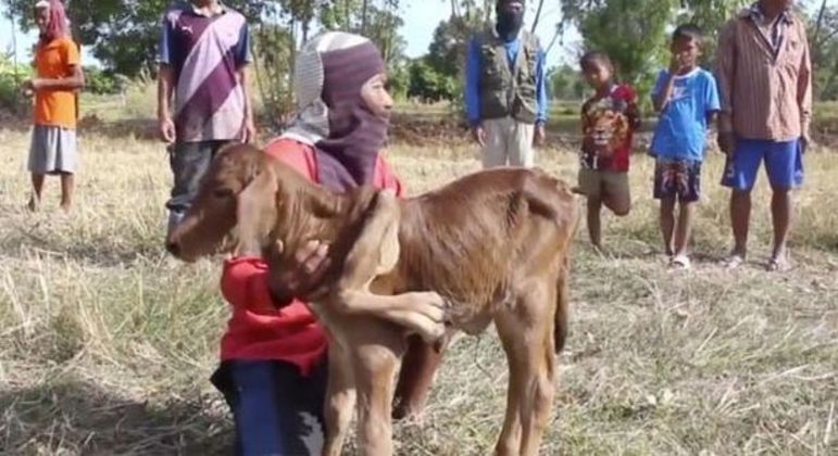 Animal tem uma pata extra nas costas e virou atração local