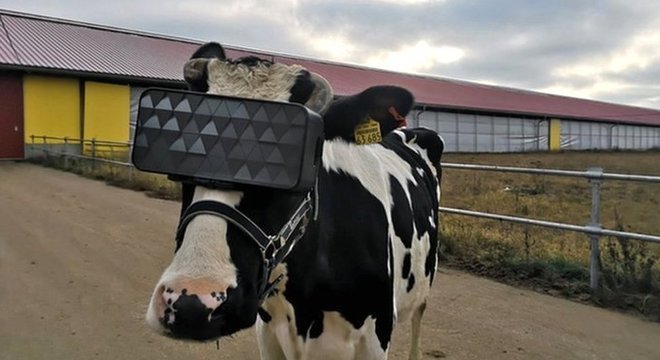 Vaca com visor de realidade virtual