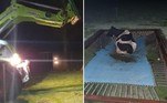Uma vaca desaparecida foi resgatada por um trator depois de ficar presa em um trampolim