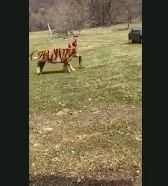 Zebra foge de parque, acasala com burro e dá à luz híbrido raro - Fotos -  R7 Hora 7