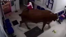 Vaca invade recepção de hospital e coloca pacientes pra correr