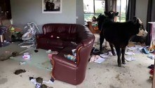 Vacas invadem casa, destroem móveis e ainda defecam no chão