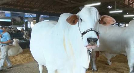Vaca da raça Nelore é avaliada em R$ 8 milhões