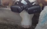 Um fazendeiro na Turquia decidiu colocar óculos de realidade virtual em suas vacas para testar se elas produziriam mais leite se acreditarem que estão em um ambiente natural e agradável, quando na verdade estão no local onde é realizada a ordenha. Izzet Kocak teve a ideia depois que a estratégia foi testada em vacas na Rússia
