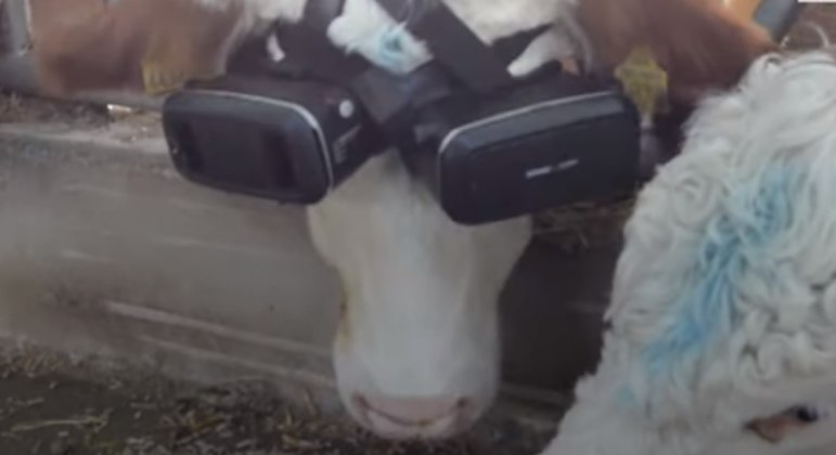 Vaca usa óculos de realidade virtual na Turquia para produzir mais leite