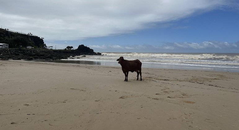 Animal ficou pensativo em praia, antes de ser alvejado pela polícia