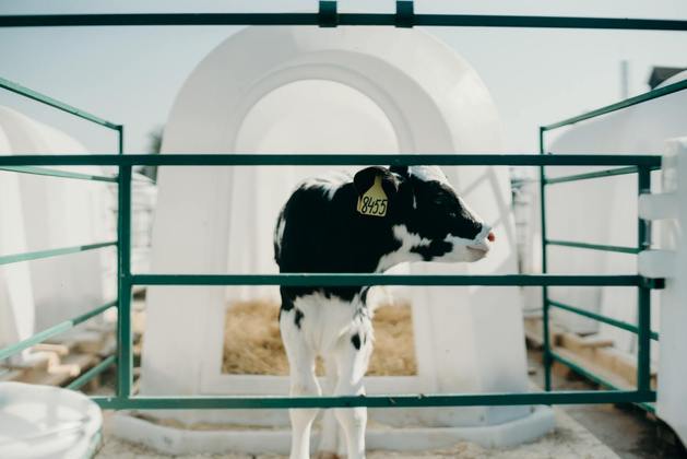Muitas das empresas poluentes trabalham no setor alimentício, como a JBS, gigante no setor das carnes, que possui um extenso setor pecuário. Segundo a Unep, o último censo de 2021 concluiu que o metano é responsável por 1 milhão de mortes prematuras por ano, e que o aquecimento global se torna cada vez mais irreversível graças a ele. Para remediar a situação não é necessário se livrar de todas as vacas ou outras medidas mais drásticas, porém a ONU está tentando tornar a agricultura e a produção de alimentos mais favoráveis ao meio ambiente, e a meta é que a emissão de metano seja reduzida em ao menos 45% nos próximos anos, com as empresas investindo em alternativas mais sustentáveis. 