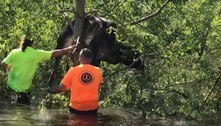 Vaca presa em árvore é resgatada após passagem do furacão Ida
