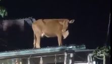 Vídeo: vaca sobe em telhado para fugir de enchente no RS