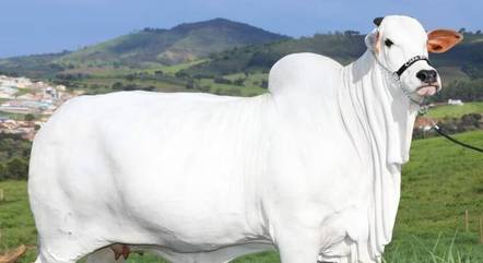 A vaca Viatina-19 alcançou o recorde mundial da raça nelore