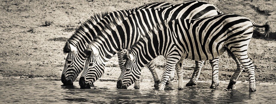 O estudo, publicado na revista científica PLOS One descobriu que o disfarce preto e branco são mais eficazes que pesticidasCientistas podem ter dado um importante passo para descobrir por que zebras têm listras. Para isso, eles pintaram vacas. Leia a seguir esse importante relato!
