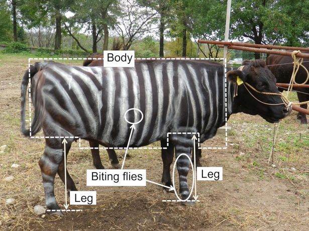 As listras foram feitas a mão (não riam) e as vacas com o disfarce completo de zebra tiveram 50% menos comportamento de picadas, como movimentos da cabeça e da cauda. Após a primeira rodada de resultados, os cientistas revezaram a pintura entre as vacas para descobrir se alguma característica específica das vacas poderia ter reduzido as picadas. Os resultados foram consistentes: sempre as vacas pintadas com duas cores eram picadas aproximadamente 50% menos que o normal