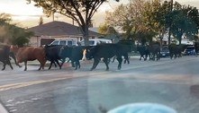 Vacas escapam de matadouro, invadem cidade e deixam 2 feridos