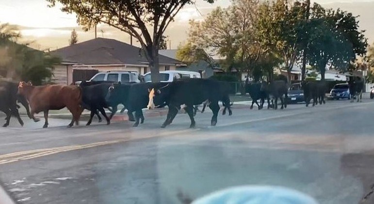 Animais respeitaram as leis de trânsito e andaram na rua