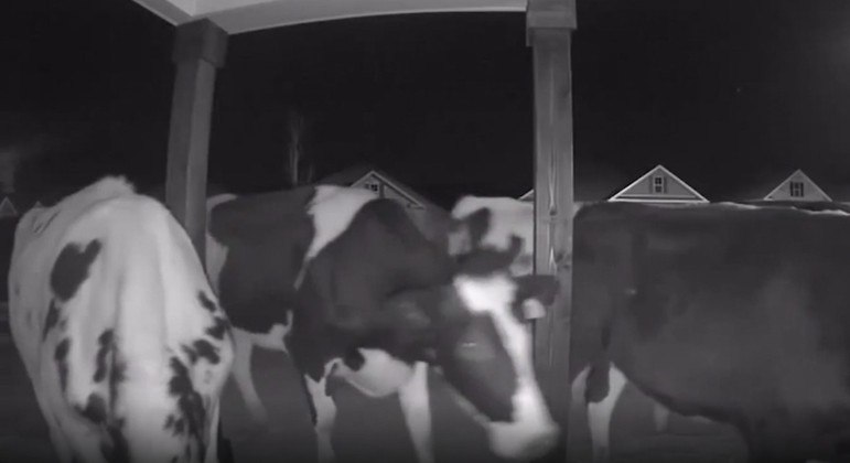 Vacas aproveitaram o jardim bem cuidado para fazer uma refeição completa